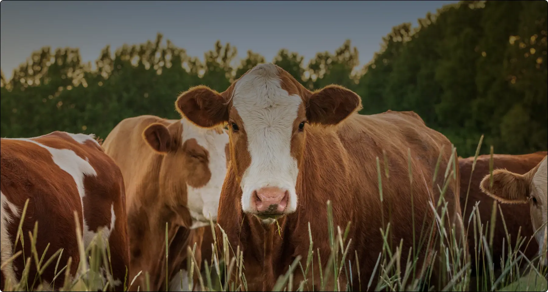 industries_pharmaceuticals_animal_health_1_5x