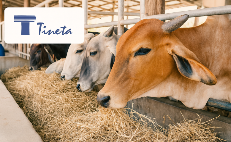 Tineta Pharma