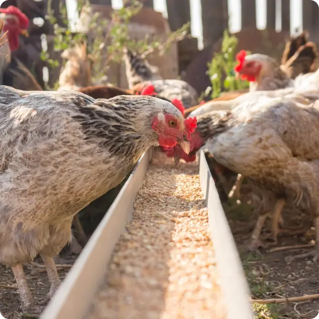 food_supplements_1_5x